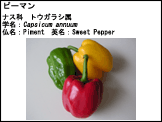 テンプレート4
