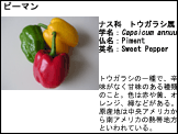 テンプレート5