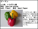 テンプレート6